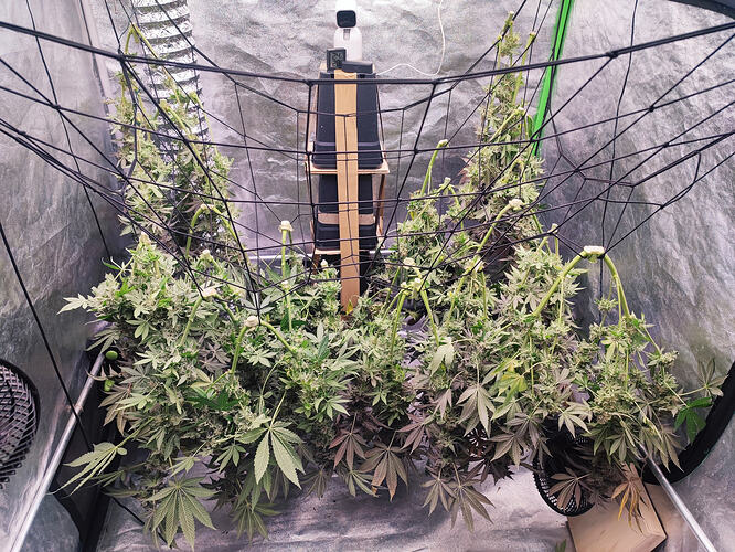Growreport Bild 77