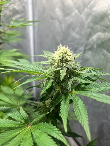 Growreport Bild 2