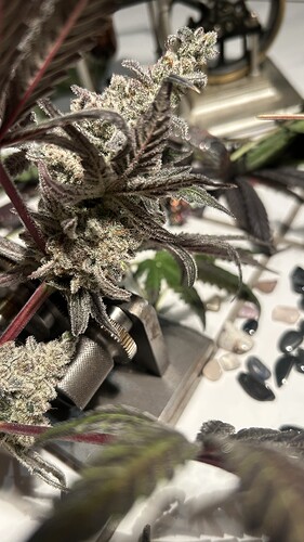 Growreport Bild 13