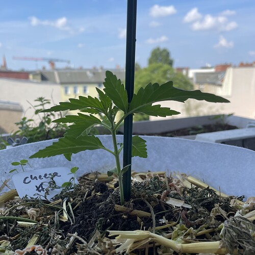 Growreport Bild 17