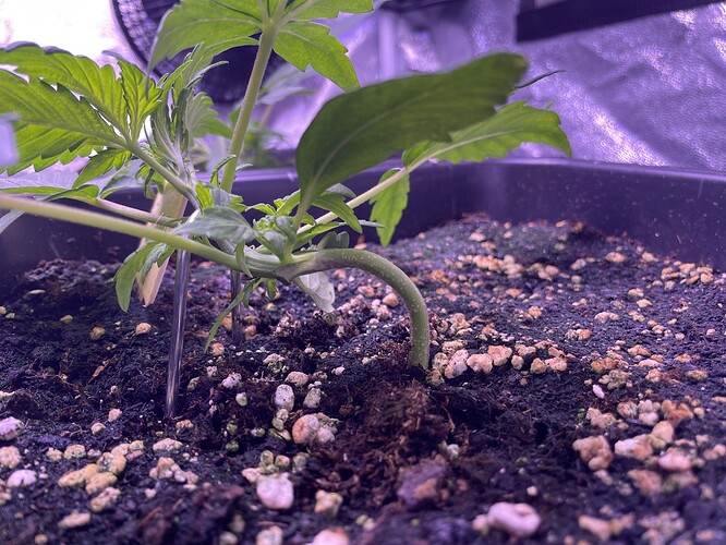 Growreport Bild 30
