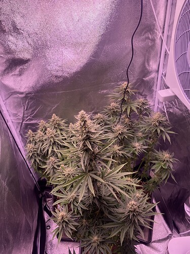 Growreport Bild 4