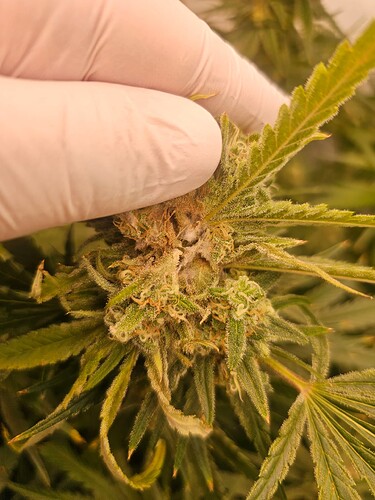 Growreport Bild 34