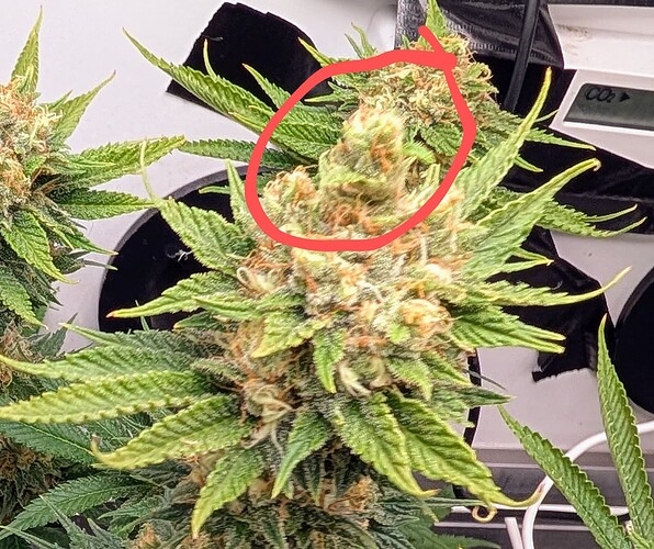 Growreport Bild 47