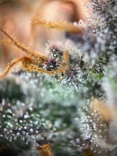 Growreport Bild 30