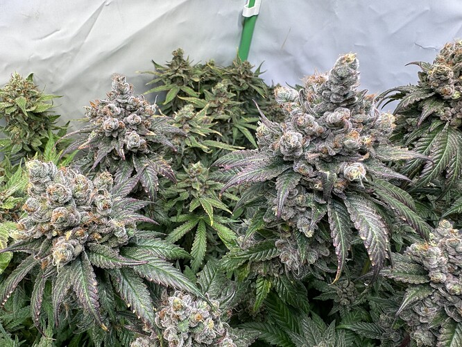 Growreport Bild 38