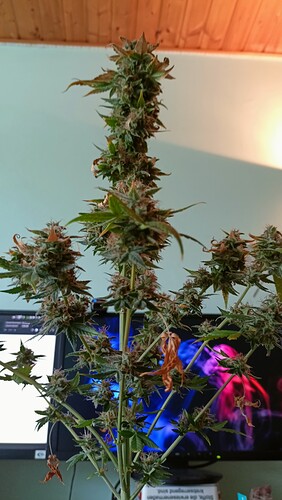 Growreport Bild 9
