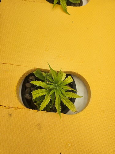 Growreport Bild 47