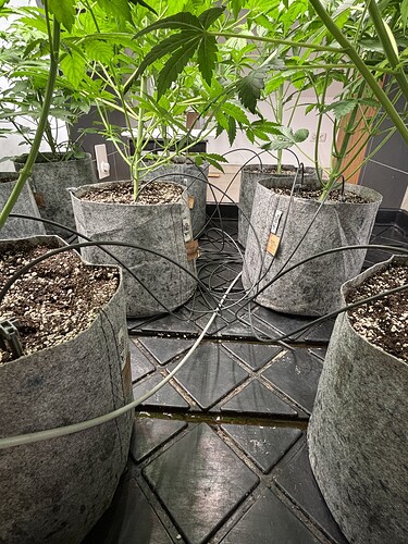 Growreport Bild 28