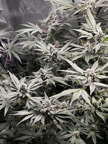 Growreport Bild 28