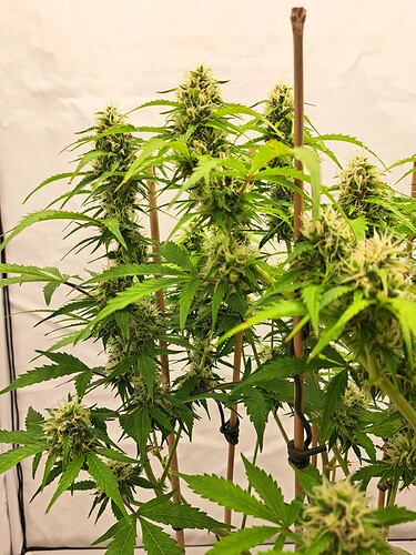 Growreport Bild 43