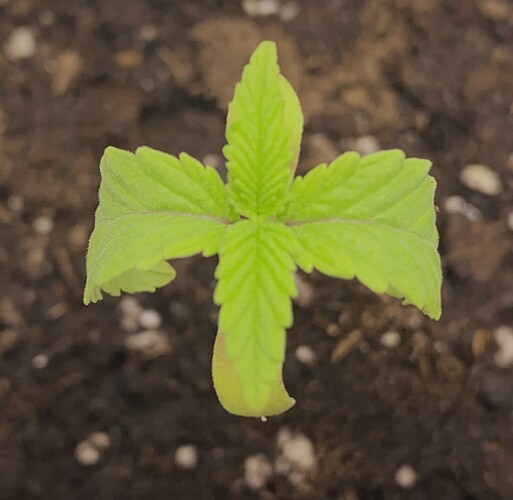 Growreport Bild 3