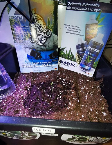 IMG_20250303_123838_edit_246032051736936