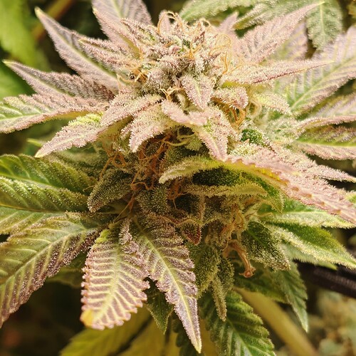 Growreport Bild 63