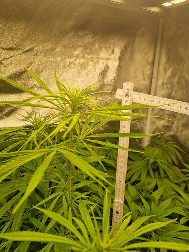 Eine junge Cannabispflanze in der Wachstumsphase mit mehreren Blättern und einem Maßband daneben zur Höhenmessung.