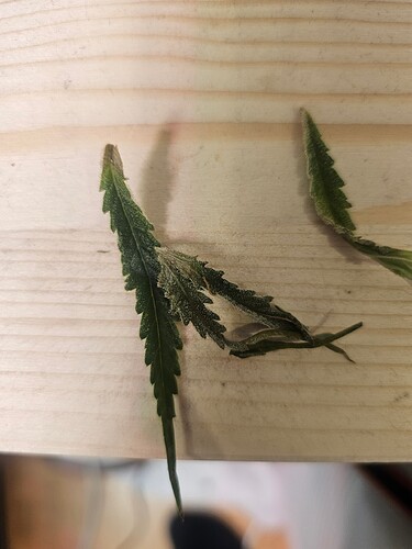 Growreport Bild 31