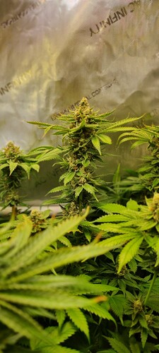 Growreport Bild 43