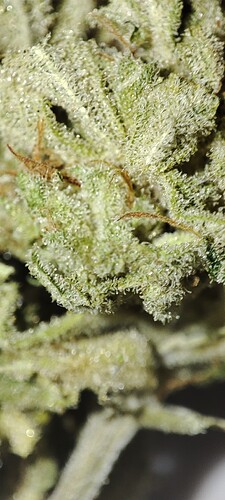 Growreport Bild 56