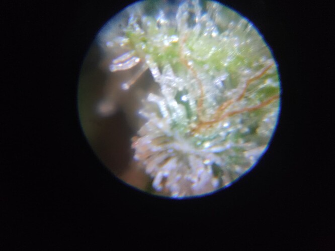 Growreport Bild 1