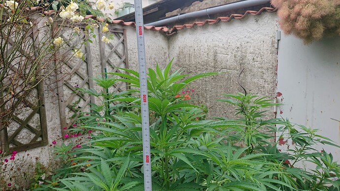 Growreport Bild 21