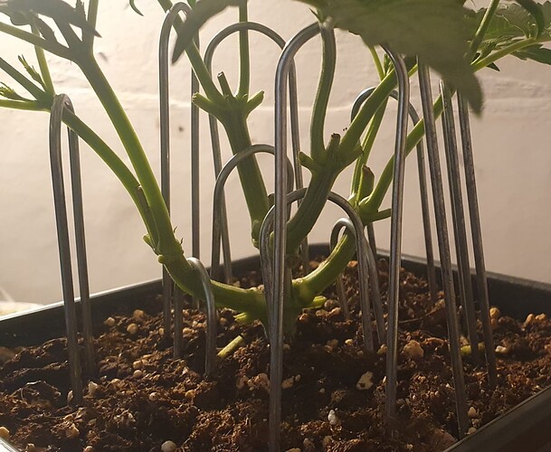 Growreport Bild 5