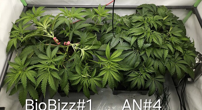 Growreport Bild 27