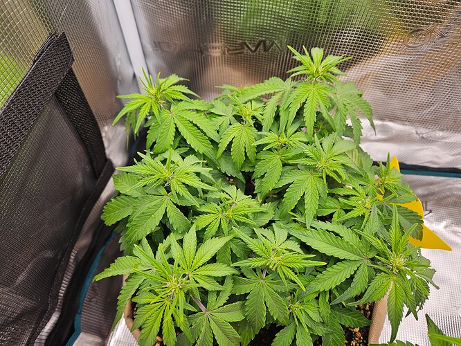 Growreport Bild 55