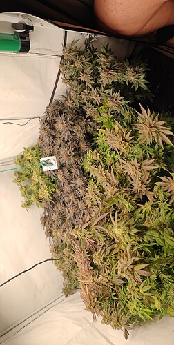 Growreport Bild 54
