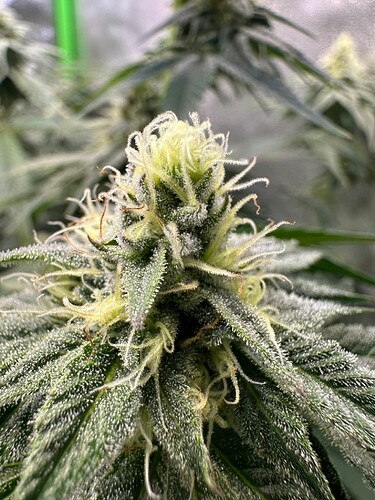 Growreport Bild 4