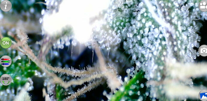 Growreport Bild 40