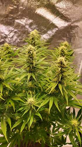 Growreport Bild 10