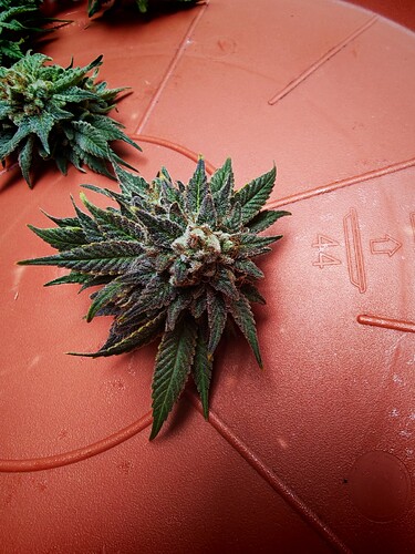 Growreport Bild 24