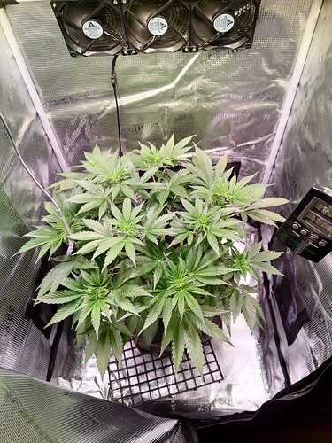 Growreport Bild 5