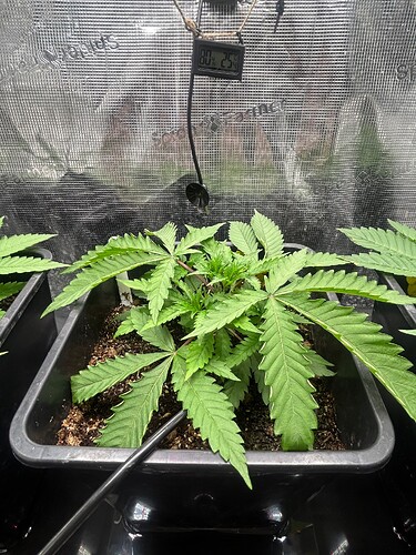 Growreport Bild 28