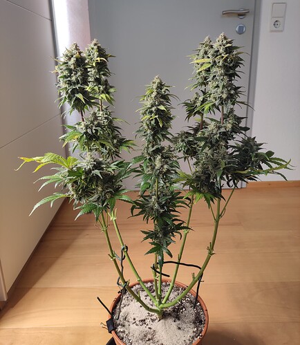 Growreport Bild 40