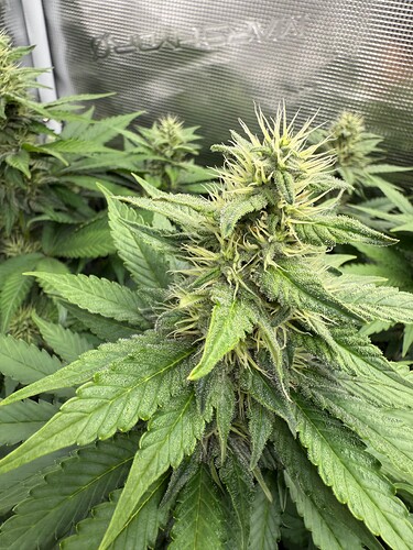 Growreport Bild 11