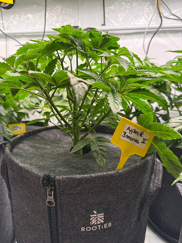 Growreport Bild 5