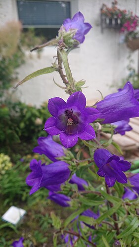 Growreport Bild 68