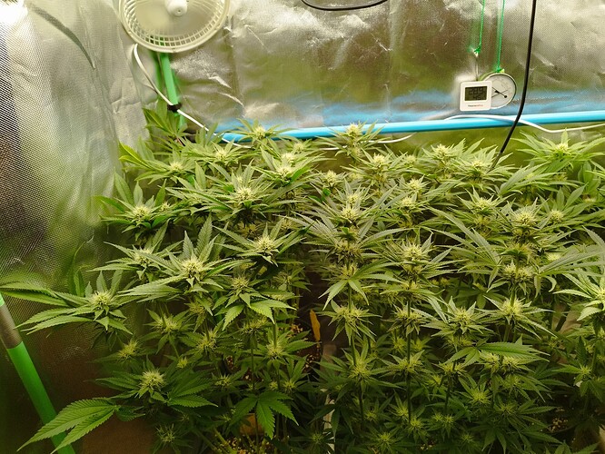 Eigene Tag 56, BT 29 (1)