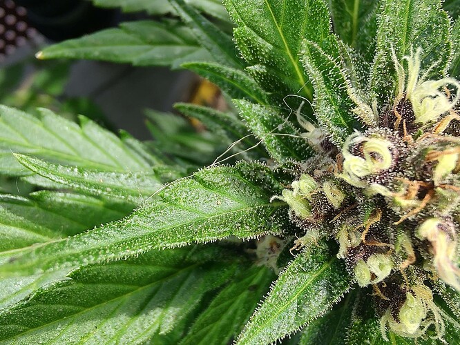 Growreport Bild 3