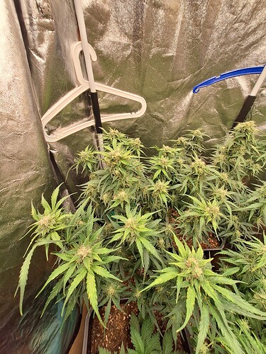 Growreport Bild 4