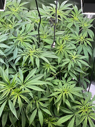 Growreport Bild 24