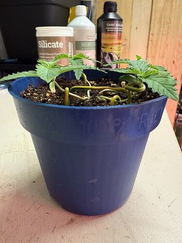 Growreport Bild 9