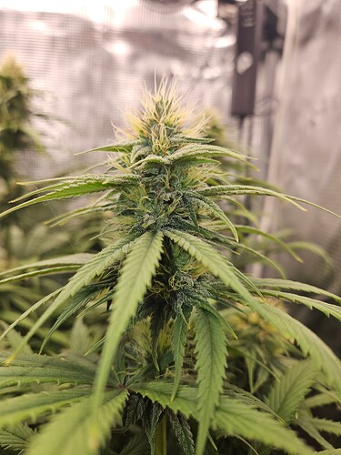 Growreport Bild 9