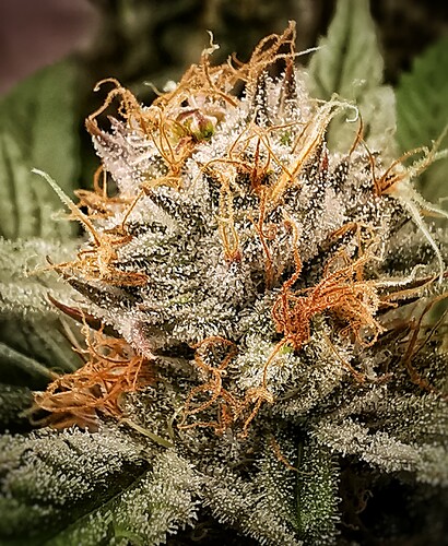 Growreport Bild 13