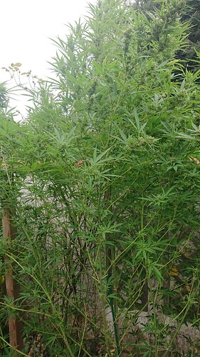 Growreport Bild 24