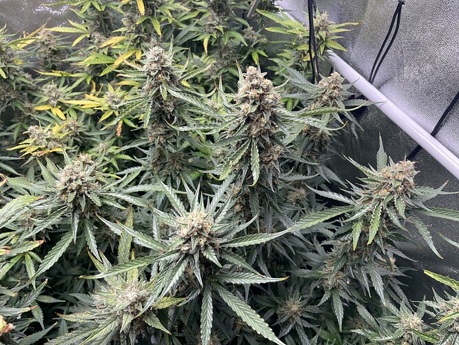 Growreport Bild 17