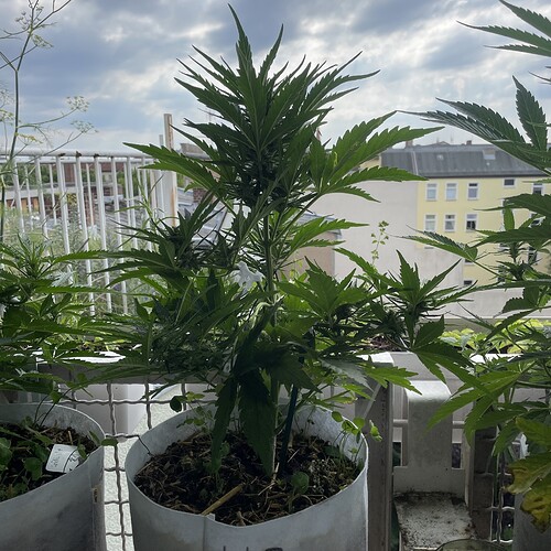 Growreport Bild 4
