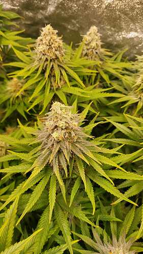 Growreport Bild 2