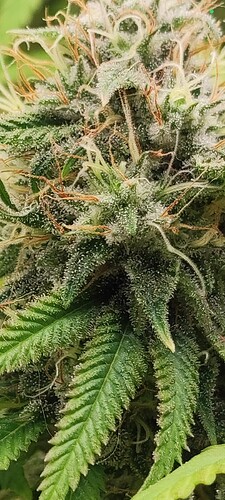 Growreport Bild 6